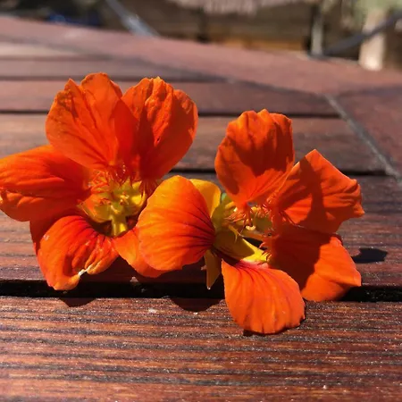 La Terrasse Des Capucines * Sète